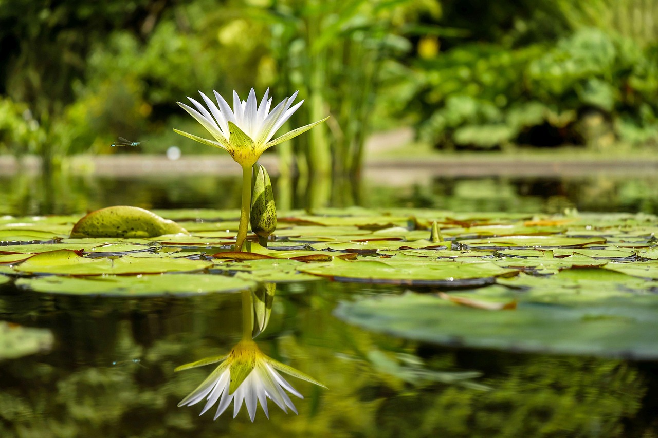 claude monet nuferi